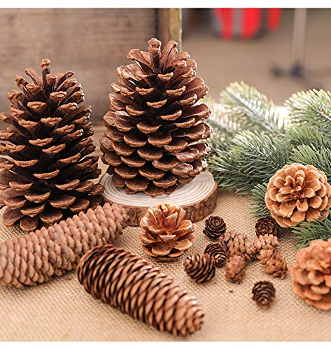 Pine Cones 3.5" to 4.7" Tall Christmas PineCones Giant Large Natural Pinecones for Home Accent Decor, 4 PCS, Bug Free (Large PineCones)