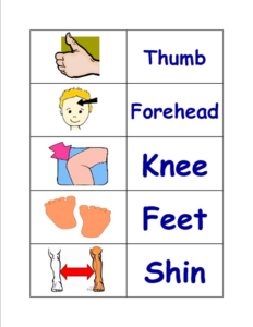 parts of the body sort cards