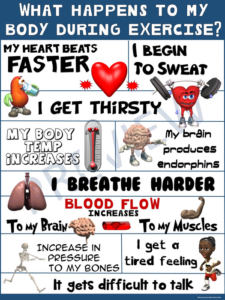 pe poster: what happens to my body during exercise?