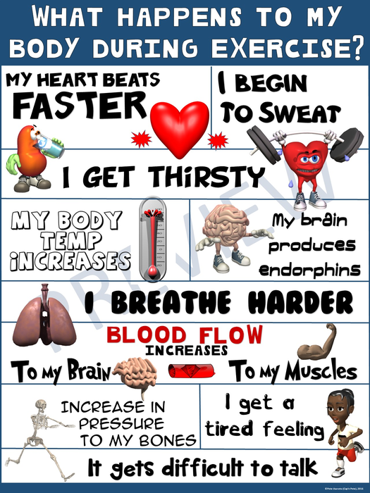 PE Poster: What Happens to my Body During Exercise?