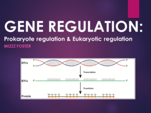 gene regulation: prokaryotic (lac operon) and eukaryotic regulation power point