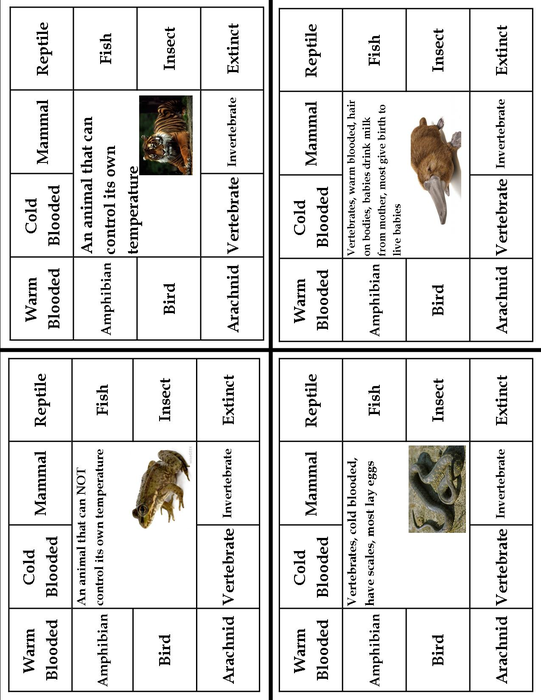 Animal Classification Vocabulary Practice Activities