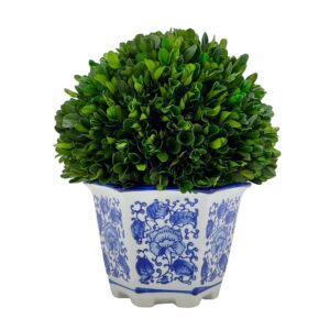 galt international preserved natural boxwood in ceramic pot - plant and table centerpiece - stunning greenery and plant decor for home - blue & white - 9.5” tall