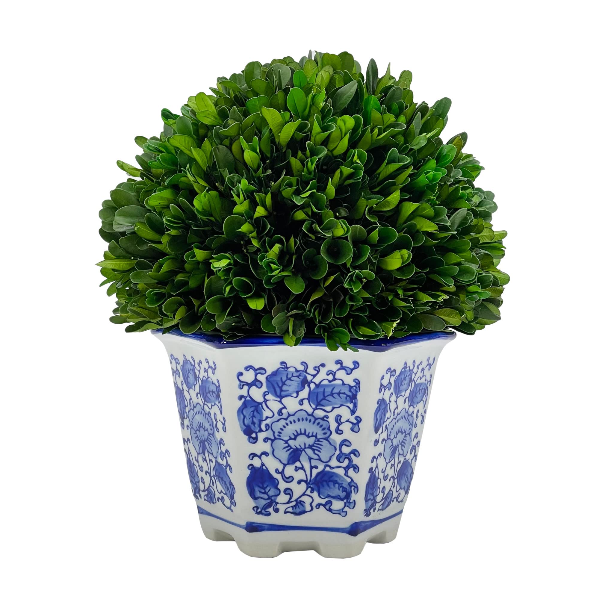 Galt International Preserved Natural Boxwood in Ceramic Pot - Plant and Table Centerpiece - Stunning Greenery and Plant Decor for Home - Blue & White - 9.5” Tall