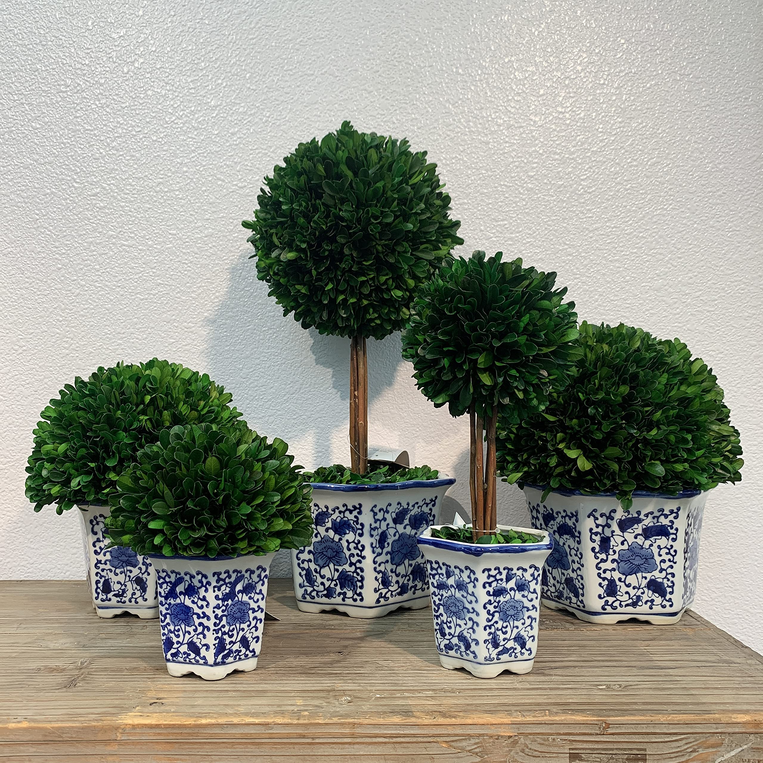 Galt International Preserved Natural Boxwood in Ceramic Pot - Plant and Table Centerpiece - Stunning Greenery and Plant Decor for Home - Blue & White - 9.5” Tall