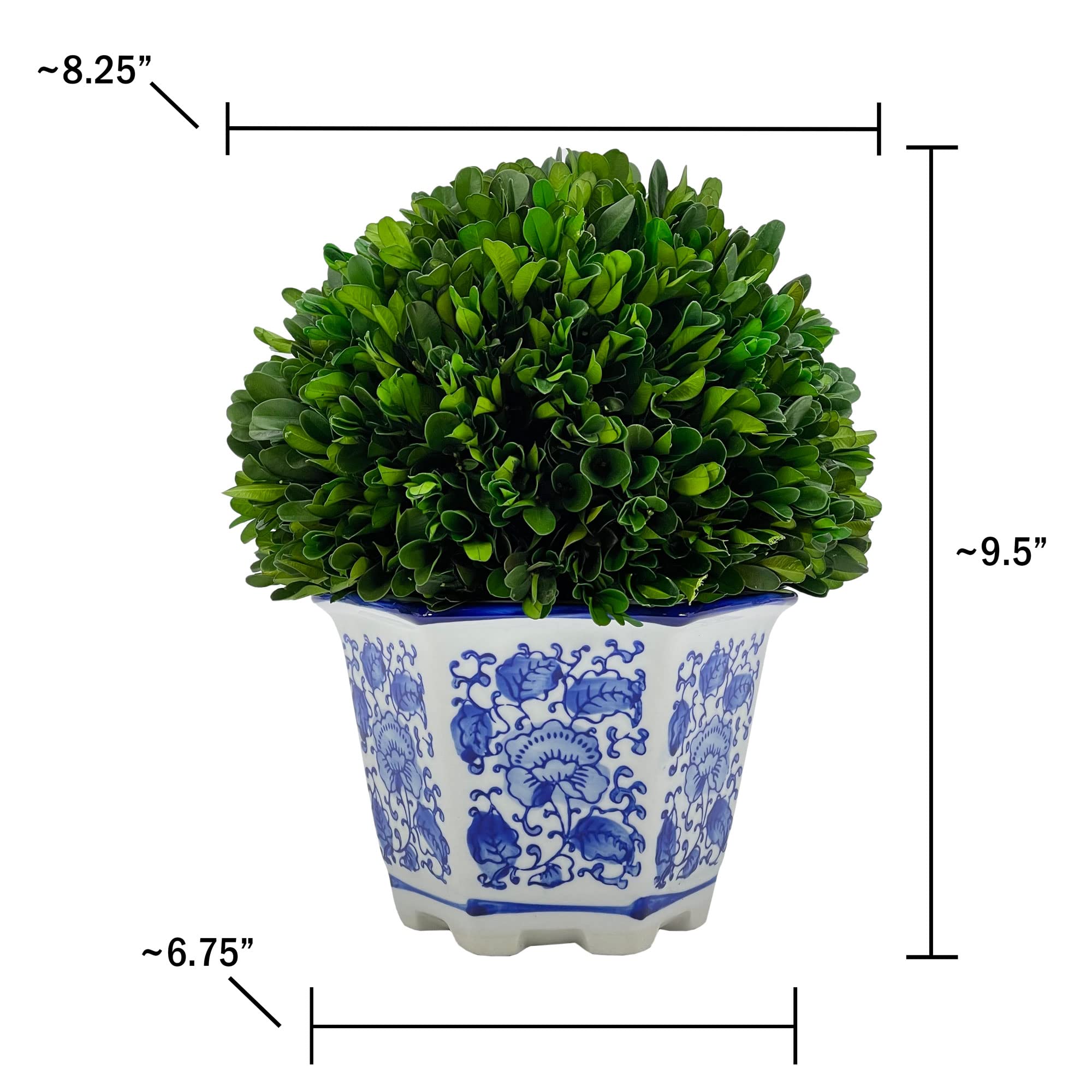 Galt International Preserved Natural Boxwood in Ceramic Pot - Plant and Table Centerpiece - Stunning Greenery and Plant Decor for Home - Blue & White - 9.5” Tall