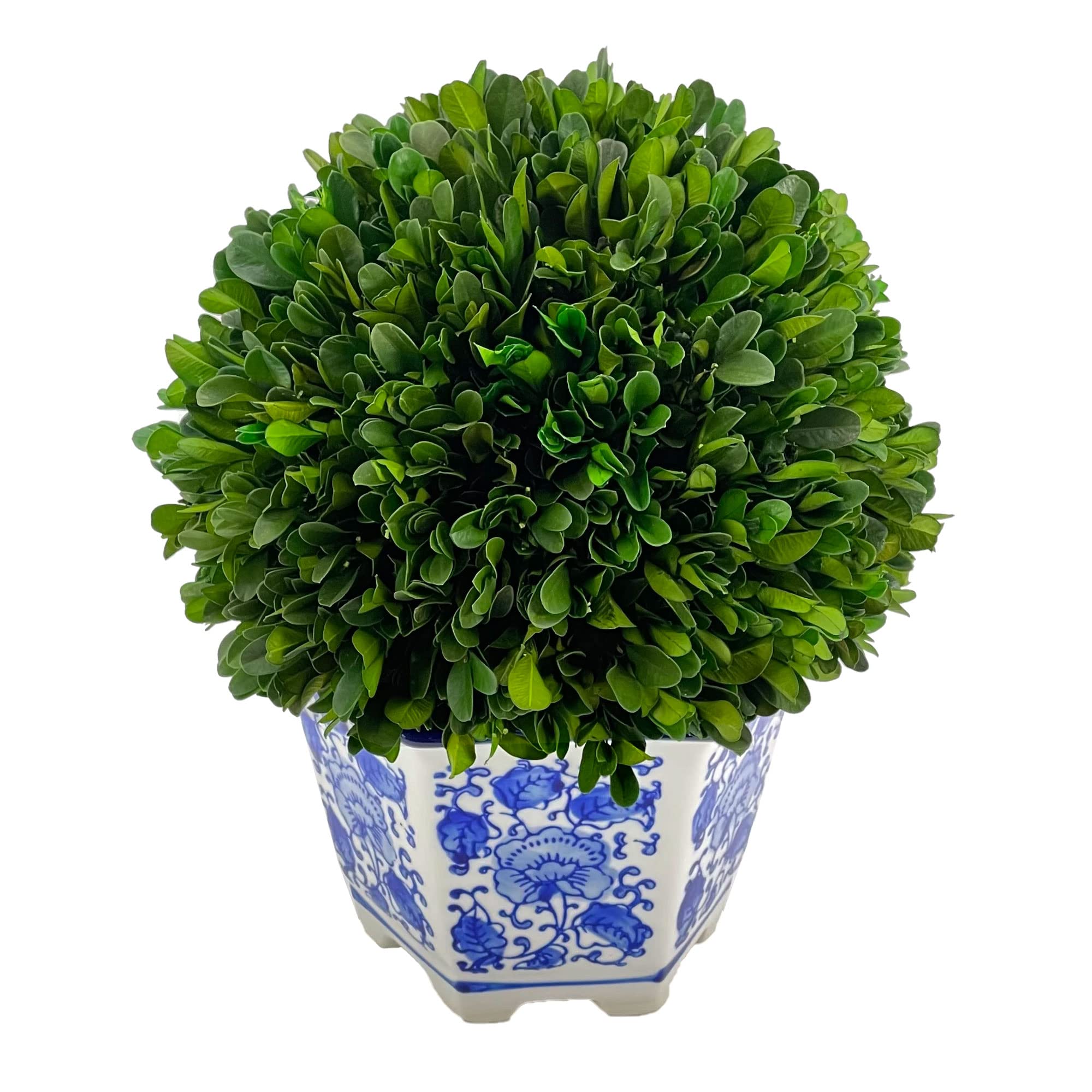 Galt International Preserved Natural Boxwood in Ceramic Pot - Plant and Table Centerpiece - Stunning Greenery and Plant Decor for Home - Blue & White - 9.5” Tall