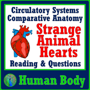 circulatory system activity compare weird animal hearts to human hearts