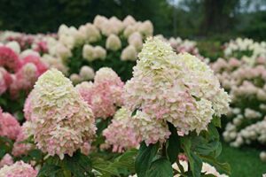 1 gallon limelight prime panicle hydrangea (paniculata) live plant, green and pink flowers