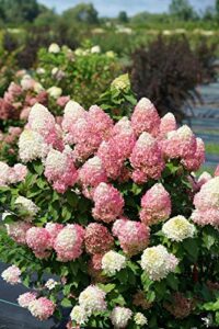1 gallon quick fire fab panicle hydrangea (paniculata) live plant, white, pink, and red flowers