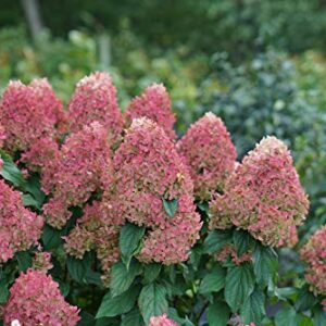 1 Gallon Quick Fire Fab Panicle Hydrangea (Paniculata) Live Plant, White, Pink, and Red Flowers