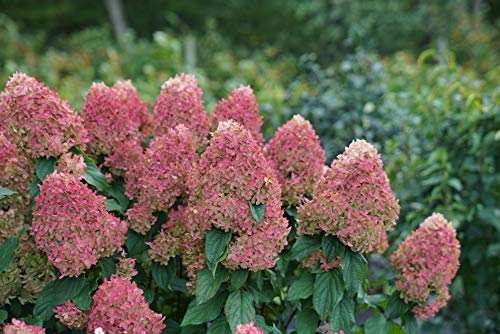 1 Gallon Quick Fire Fab Panicle Hydrangea (Paniculata) Live Plant, White, Pink, and Red Flowers