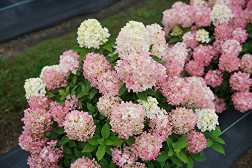 1 Gallon Quick Fire Fab Panicle Hydrangea (Paniculata) Live Plant, White, Pink, and Red Flowers