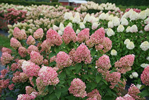 1 Gallon Quick Fire Fab Panicle Hydrangea (Paniculata) Live Plant, White, Pink, and Red Flowers