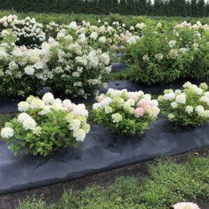 1 Gallon Fire Light Tidbit Panicle Hydrangea (Paniculata) Live Plant, White, Pink, and Red Flowers