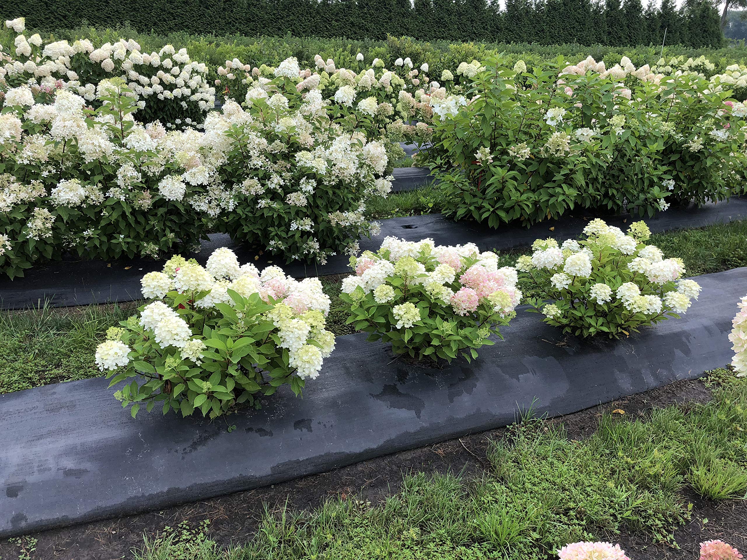 1 Gallon Fire Light Tidbit Panicle Hydrangea (Paniculata) Live Plant, White, Pink, and Red Flowers