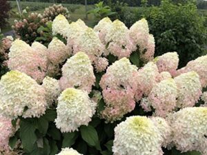 4.5 in. qt. quick fire 'fab' hydrangea, live plant, white and pink flowers