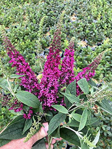 4.5 in. Qt. Lo & Behold 'Ruby Chip' Butterfly Bush (Buddleia) Live Shrub, Red Flowers