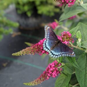 4.5 in. Qt. Lo & Behold 'Ruby Chip' Butterfly Bush (Buddleia) Live Shrub, Red Flowers