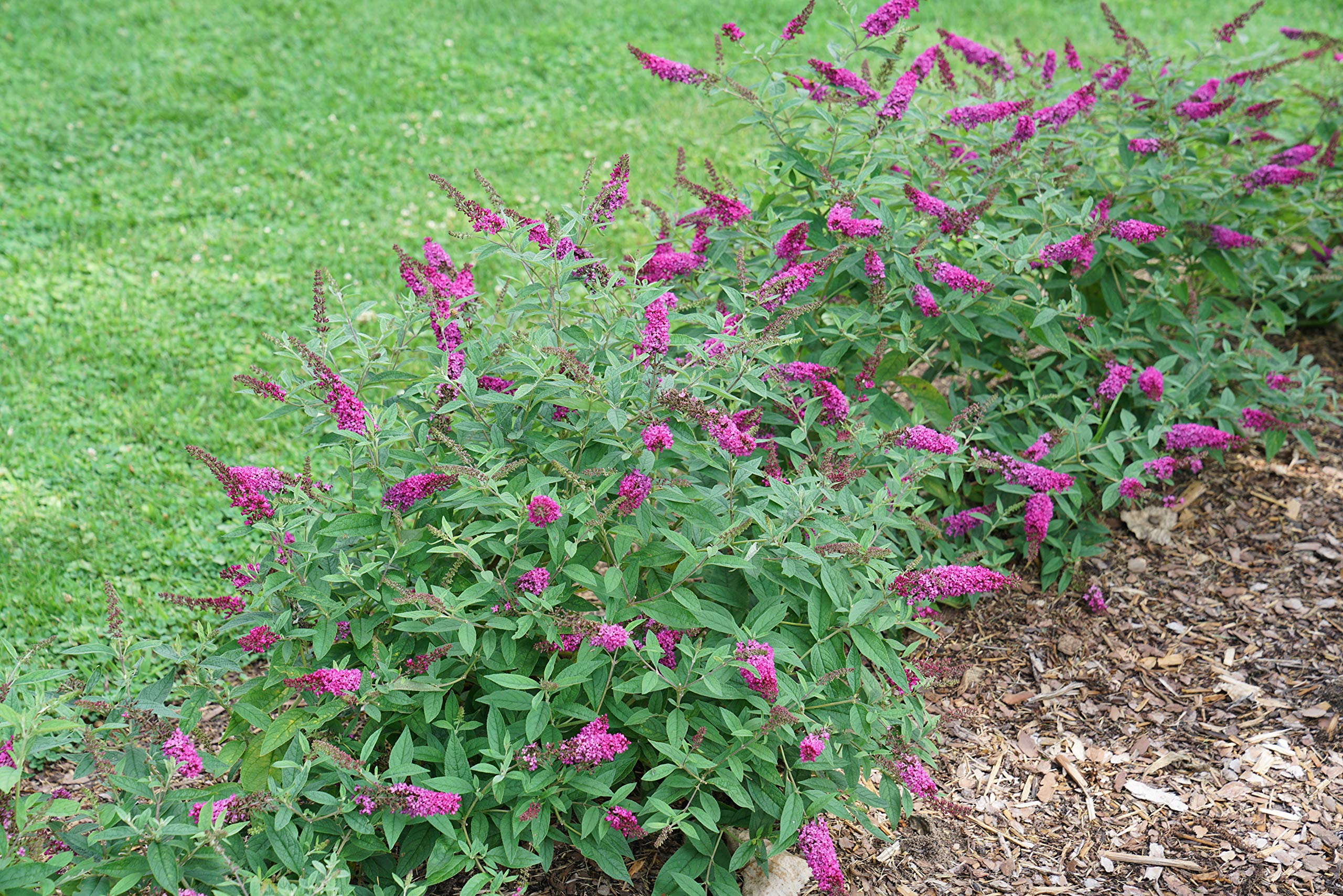 4.5 in. Qt. Lo & Behold 'Ruby Chip' Butterfly Bush (Buddleia) Live Shrub, Red Flowers