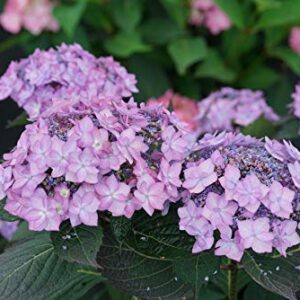 4.5 in. Qt. Let's Dance Can Do™ Reblooming Hydrangea (Serrata) Live Plant, Purple Flowers