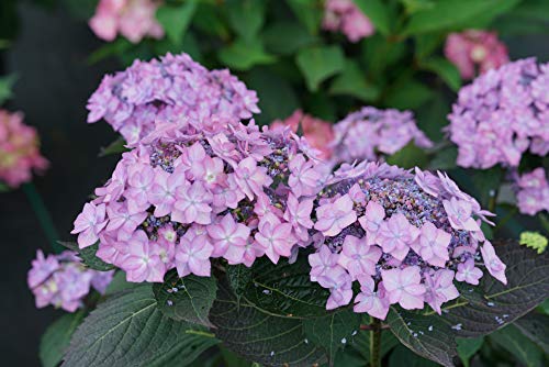 4.5 in. Qt. Let's Dance Can Do™ Reblooming Hydrangea (Serrata) Live Plant, Purple Flowers