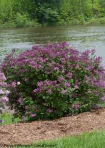 bloomerang® dark purple lilac - syringa - proven winners - 4" pot