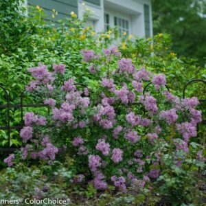 Bloomerang® Dark Purple Lilac - Syringa - Proven Winners - 4" Pot