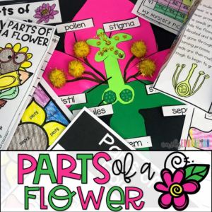 parts of a flower craft and activities