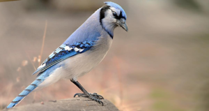 test resource learn about birds