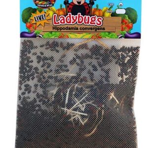 1500 Live Ladybugs - Good Bugs - Ladybugs - Guaranteed Live Delivery!