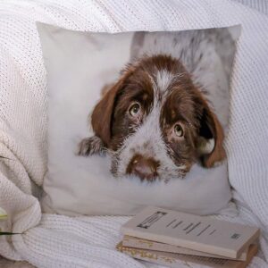 Starojul Throw Pillow Covers 8 Canine Puppy Week Old Studio Wirehaired Pointing Griffon Furry Fuzzy Sweet Grey Animals Wildlife Decorative Cushion Polyester Covers for Couch Sofa Car Decor 20x20 Inch