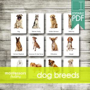 dog breeds • montessori cards • flash cards • three part cards