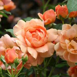 Green Promise Farms ROSA `at Last` Shrub, 3-Size Container, Orange Flowers