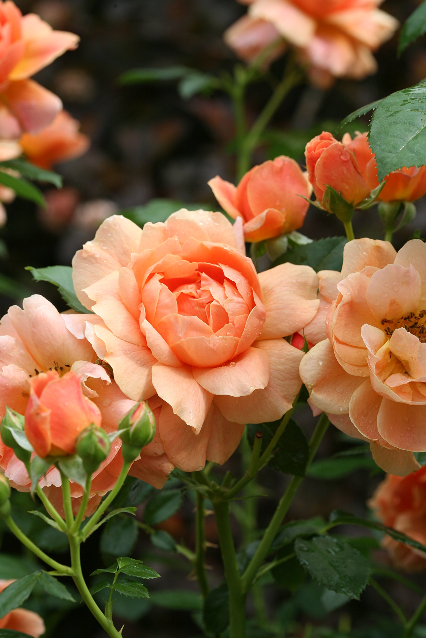 Green Promise Farms ROSA `at Last` Shrub, 3-Size Container, Orange Flowers