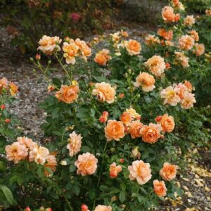 Green Promise Farms ROSA `at Last` Shrub, 3-Size Container, Orange Flowers