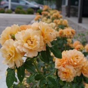 Green Promise Farms ROSA `at Last` Shrub, 3-Size Container, Orange Flowers