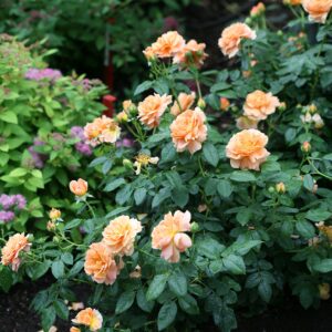 Green Promise Farms ROSA `at Last` Shrub, 3-Size Container, Orange Flowers