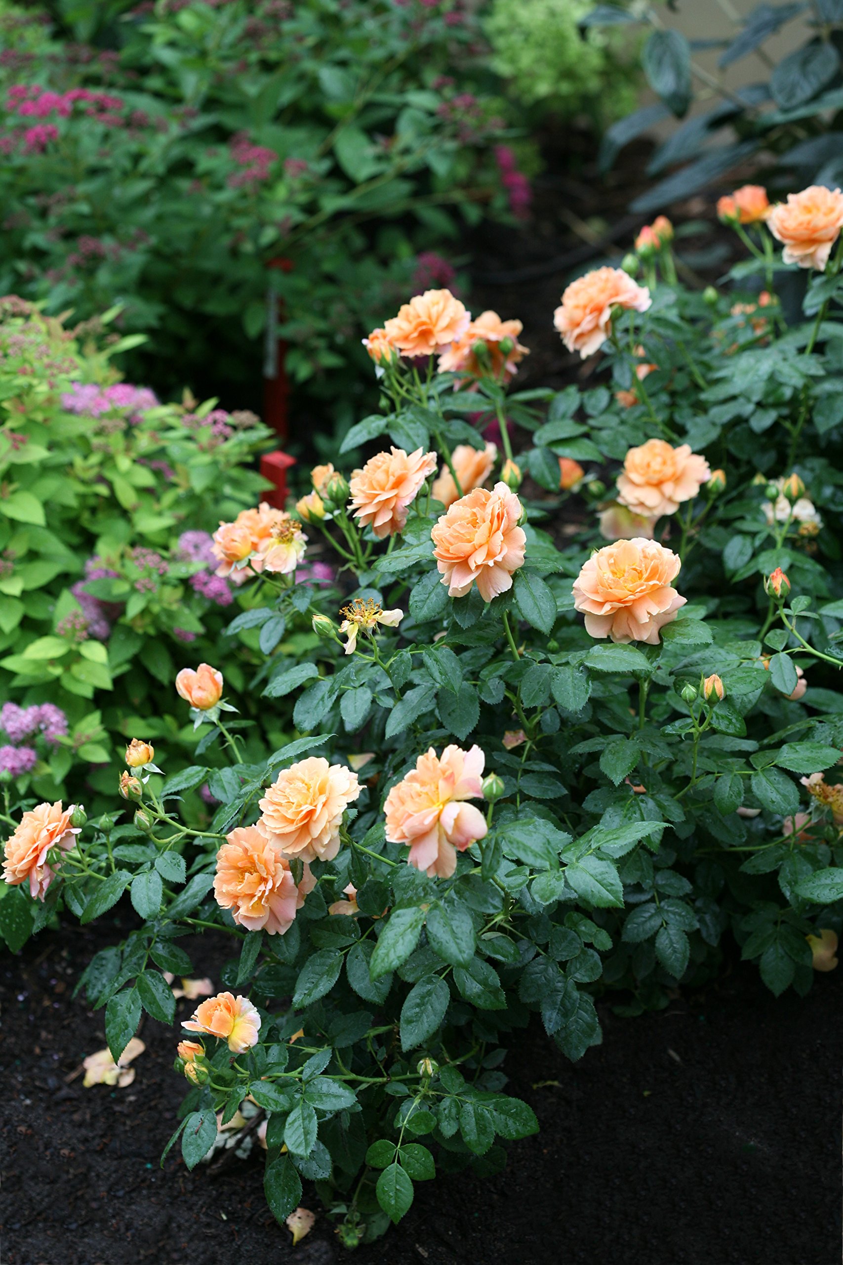 Green Promise Farms ROSA `at Last` Shrub, 3-Size Container, Orange Flowers