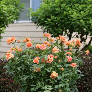 Green Promise Farms ROSA `at Last` Shrub, 3-Size Container, Orange Flowers