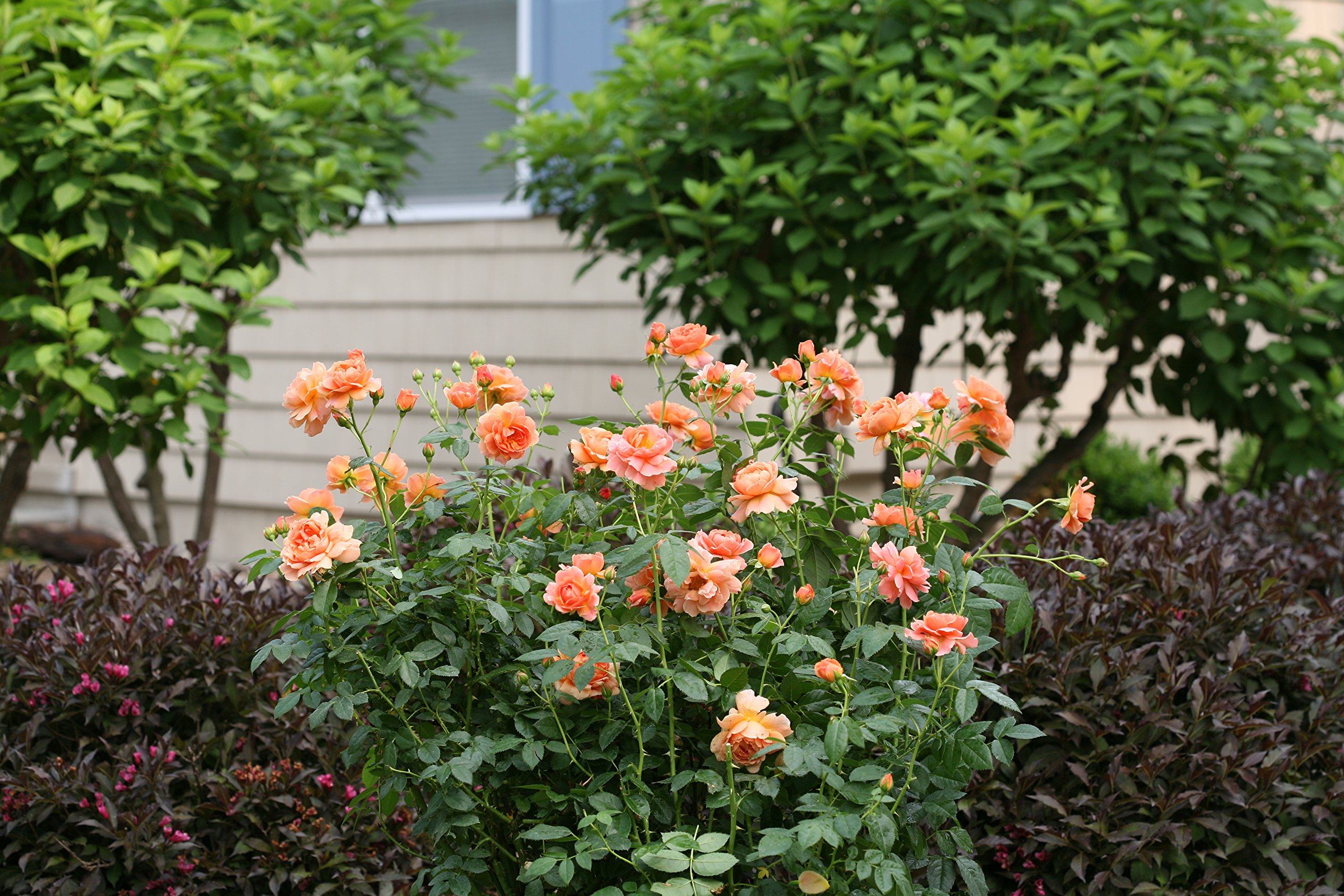 Green Promise Farms ROSA `at Last` Shrub, 3-Size Container, Orange Flowers