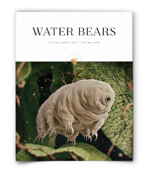 Firefly Nature School - Living Tiny - Lesson - Water Bears