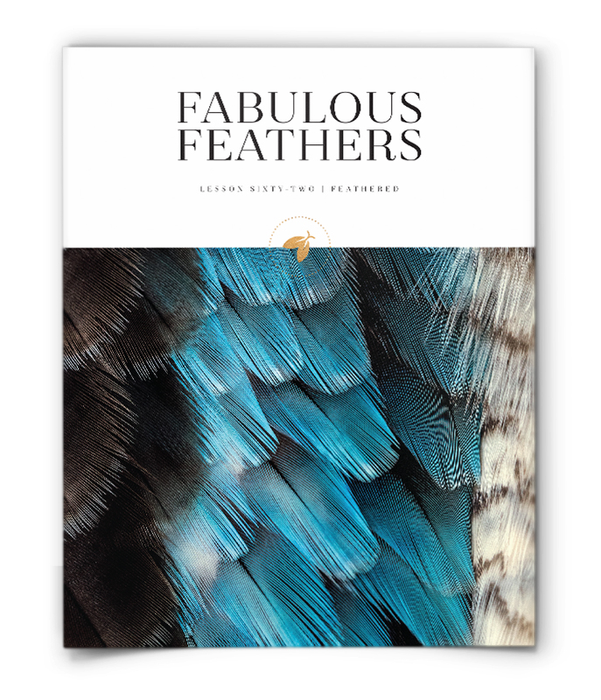 Firefly Nature School - Feathered - Lesson - Fabulous Feathers