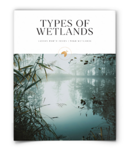 firefly nature school - wild wetlands - lesson - types of wetlands