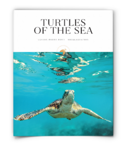 firefly nature school - shellabration - lesson - turtles of the sea