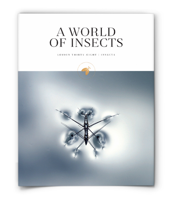 Firefly Nature School - Insects - Lesson - A World of Insects