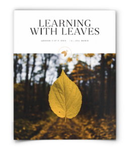 firefly nature school - falling down - lesson - learn with leaves