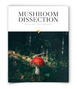 firefly nature school - fall for fungi - lesson - mushroom dissection