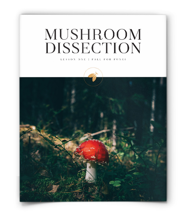 Firefly Nature School - Fall for Fungi - Lesson - Mushroom Dissection