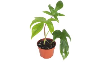 rare-philodendron florida beauty - 4'' from california tropicals